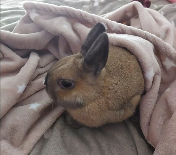 Pitico resting in a blanket